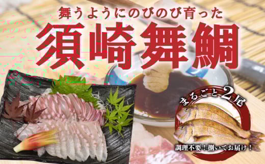 漁師自慢の逸品「須崎舞鯛」 お刺身用 2匹分 鯛 タイ たい 人気 刺身 高知 須崎高知県須崎市21000魚介・海産物鮮魚