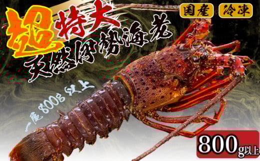 【2025年4月より順次配送】超特大 伊勢海老 800g以上 1尾 冷凍 ( 超特大サイズ 急速冷凍 えび エビ 高級 鮮魚 海鮮 魚介 刺身 焼き物 汁物 ギフト 贈答 贈り物 祝い 歳暮 中元 ) IKY043高知県須崎市