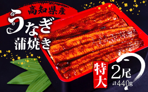 国産 うなぎ 蒲焼き 2尾 ( 1尾 約 220g ) 尾頭付き 土用の丑の日 高知県産 蒲焼 特大 特上 鰻 ひつまぶし うな丼 うな重 お歳暮 ギフト 冷凍 養殖 ふるさと納税うなぎ 高知県 須崎市 秘伝タレ付