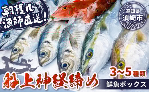 【船上神経締め鮮魚ボックス】朝獲れ直送 3~5種入り (2026年2月出荷) 冷蔵 魚種お任せ 水揚げ 海鮮 魚介 産地直送 新鮮 天然 魚 詰め合わせ高知県須崎市14000魚介・海産物鮮魚
