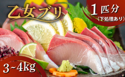 乙女 ブリ 1本 3 〜 4kg (下処理有) ブランド 新鮮 鰤 ぶり 冷蔵 ブリ しゃぶ 高知県 須崎市 高知 鰤 年末 正月 KS0341高知県須崎市30000魚介・海産物鮮魚