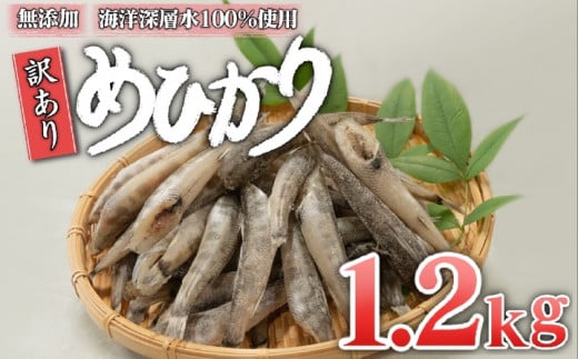 めひかり 干物 1.2kg 高知県産 産地直送 白身 骨 丸ごと 魚 おかず おつまみ カルシウム ミネラル アオメエソ 天然塩 海洋深層水 丸宮 宮本商店 高知県 須崎市 MMY036高知県須崎市20000魚介・海産