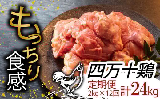 【定期便12回】銘柄鶏 四万十鶏 もも肉 計24kg(2kg×12ヶ月連続お届け) Uコース | 切身 カット 時短 小分け カット済み 鳥肉 とりにく 鶏もも 冷蔵 国産 ブランド 唐揚げ 煮物 鍋 チキン 南蛮 高