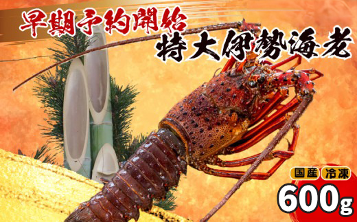 【早期予約】 【12月31日着】 特大 伊勢海老 1匹 600g 〜 以上 冷凍 ( 特大サイズ 急速冷凍 えび エビ 高級 鮮魚 海鮮 魚介 刺身 焼き物 汁物 ギフト 贈答 贈り物 祝い 歳暮 中元 年末 年始 早期