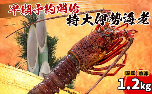 【通常配送】特大 伊勢海老 2匹 1200g 〜 以上 冷凍 ( 特大サイズ 急速冷凍 えび エビ 高級 鮮魚 海鮮 魚介 刺身 焼き物 汁物 ギフト 贈答 贈り物 祝い 歳暮 中元 ) IKY068高知県須崎市36000魚介・海