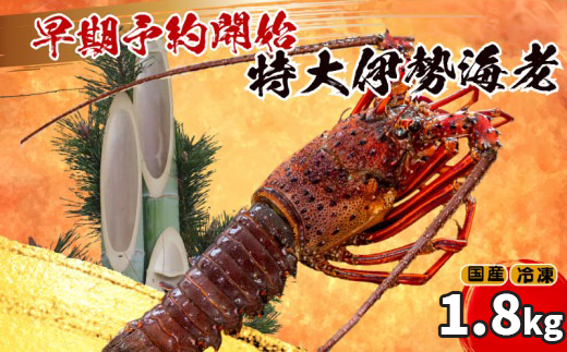 【早期予約】 【12月30日着】 特大 伊勢海老 3匹 1800g 〜 以上 冷凍 ( 特大サイズ 急速冷凍 えび エビ 高級 鮮魚 海鮮 魚介 刺身 焼き物 汁物 ギフト 贈答 贈り物 祝い 歳暮 中元 年末 年始 早期