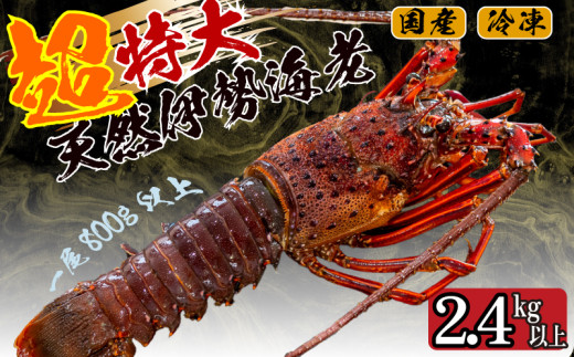  ɐCV 2.4kg ȏ 3 Ⓚ ( TCY }Ⓚ  Gr  N CN  hg Ă ` Mtg  蕨 j Ε  ) IKY059m{s60000ECYGr