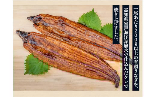 うなぎ 鰻 蒲焼 約 200g × 10尾 セット 高知県 産 蒲焼き 高知 須崎市 ウナギ 魚 魚介類 海鮮 国産 国産ウナギ 小分け 便利 土用の丑の日 丑の日 セット 高知 須崎市 ウナギ ふるさと納税 人気