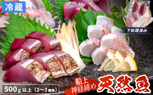 船上 神経締め 天然 鮮魚 詰め合わせ 朝獲れ直送 下処理済み 2~3種入り 500g以上 (2025年12月出荷) 冷蔵 刺身 魚種お任せ 水揚げ 海鮮 魚介 産地直送 新鮮 魚 鮮魚ボックス高知県須崎市10000魚