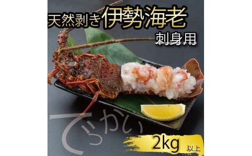 でっかい天然伊勢海老  刺身用 2kg以上 冷凍 ( 特大サイズ 急速冷凍 えび エビ 高級 鮮魚 海鮮 魚介 刺身 焼き物 汁物 ギフト 贈答 贈り物 祝い 歳暮 中元 年末 年始 早期 予約 ) IKY101高知県須崎