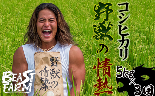 【令和7年産 新米早期予約】 コシヒカリ 5kg x 3回 8月下旬から発送 厳選 高知県産 新米 産地直送 米 お米 白米 精米 ごはん コシヒカリ ご飯 井上農園 高知県 須崎市 INN4000高知県須崎市42000米