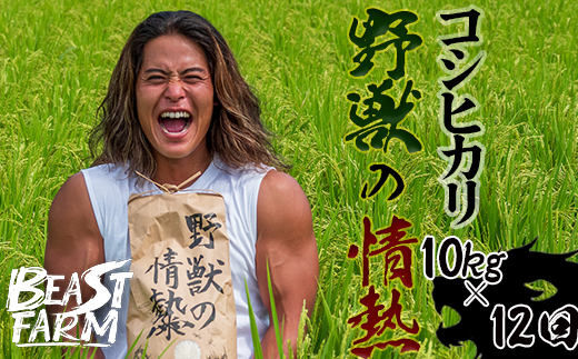 【令和7年産 新米早期予約】 コシヒカリ 10kg x 12回 8月下旬から発送 厳選 高知県産 新米 産地直送 米 お米 白米 精米 ごはん コシヒカリ ご飯 井上農園 高知県 須崎市 INN9000高知県須崎市280000