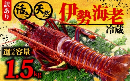 伊勢海老 1.5kg以上 イセエビ 伊勢エビ 海老 エビ ギフト 贈答 贈り物 天然 魚介 海の幸 鮮魚 刺身 刺し身 お造り 姿造り 焼き物 汁物 味噌汁 鍋 冷蔵 高級 高知県 須崎市 GK017高知県須崎市90000