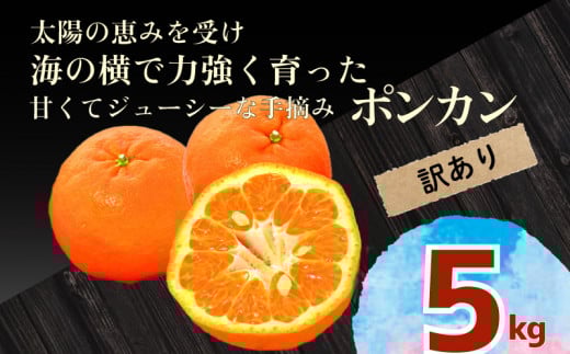 訳あり ポンカン 10kg 早期受付 2026年1月中旬より順次発送 安和ポンカン 家庭用 柑橘 椪柑 みかん フルーツ 果物 くだもの 期間限定 季節限定 YN013高知県須崎市14000果物・フルーツ
