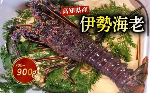 伊勢海老 700g〜900g 高知県産 厳選 産地直送 冷凍 高級 イセエビ 海鮮 魚介 刺身 焼き物 汁物 ギフト 贈答 贈り物 祝い 歳暮 中元 高知 天然 海の幸 高知県 須崎市 NS011高知県須崎市35000魚介・海