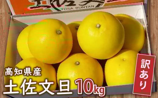 【 訳あり 】 土佐文旦 10kg 2026年2月より発送 高知県産 柑橘 フルーツ 文旦 ぶんたん ブンタン 果物 みかん 蜜柑 柑橘 産地直送 期間限定 季節限定 訳あり品 高知県 須崎市 MN0021-x高知県須崎市