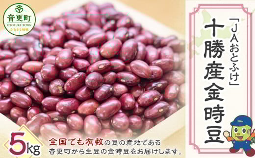 【令和7年産】 金時豆5kg「JAおとふけ」【C73】北海道音更町23000野菜・きのこ豆類