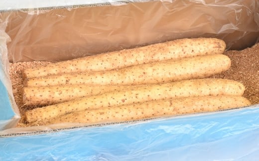 【先行予約】滋養強壮に!青森県産「長いも」(約5kg)※12月上旬頃より順次発送予定※青森県三戸町26000野菜・きのこじゃがいも・イモ類