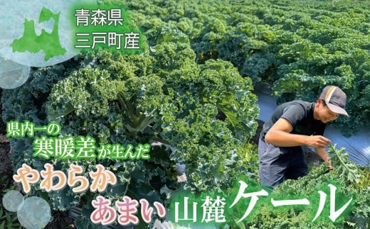 県内一の寒暖差が生んだ、やわらか甘い山麓ケール青森県三戸町18000野菜・きのこその他 野菜