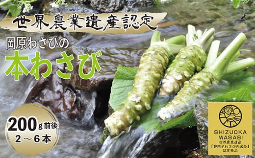 【世界農業遺産認定】西伊豆町の本わさび(岡原わさび) 西伊豆町 天城山 清流 わさび 本わさび お刺身 さしみ ステーキ 薬味 わさび丼 冷蔵 西伊豆 伊豆 ギフト お歳暮 お中元静岡県西伊