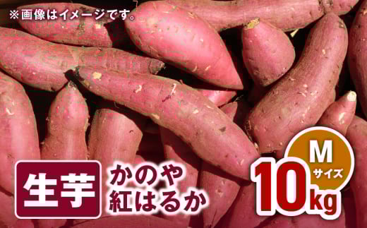 1674 かのや紅はるか 生芋Mサイズ 10kg KN011-002-02鹿児島県鹿屋市17000野菜・きのこじゃがいも・イモ類