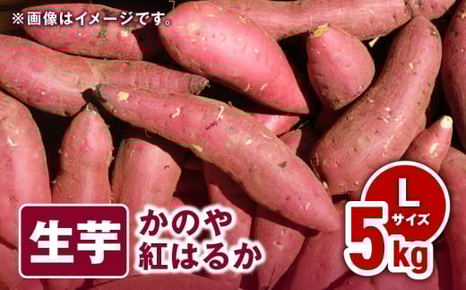 1675 かのや紅はるか 生芋Lサイズ 5kg KN011-003-01鹿児島県鹿屋市10000野菜・きのこじゃがいも・イモ類