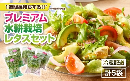 2257 洗わずに食べられる プレミアム 水耕栽培 レタス 5袋 KN064-001鹿児島県鹿屋市9000野菜・きのこその他 野菜