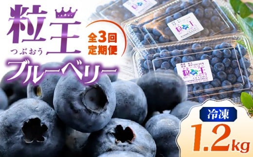 2467-1 yS3ցzi21񂨓͂j u[x[ 1.2kgi400g×3Pj@KN030-T01s49000ʕEt[c̑ ʕEt[c