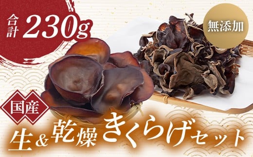 QnY  炰Zbg (񂫂炰) Y _ YQnʑ10000؁Ê̂