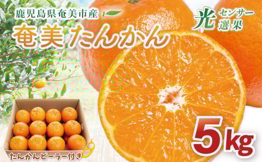 【2026年先行予約】【奄美大島産】おいしい完熟たんかん 光センサー選別 5kg A145-002鹿児島県奄美市18000果物・フルーツみかん・柑橘類