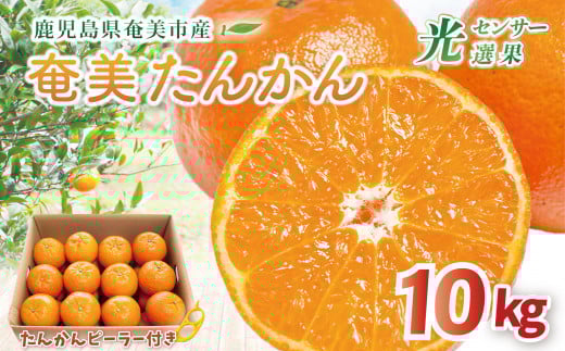 【2026年先行予約】【奄美大島産】おいしい完熟たんかん 光センサー選別 10kg A145-003鹿児島県奄美市36000果物・フルーツみかん・柑橘類