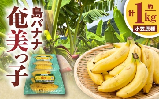 島バナナ 奄美っ子(小笠原種) 約1kg(500g×2P) A037-033鹿児島県奄美市10000果物・フルーツその他 果物・フルーツ