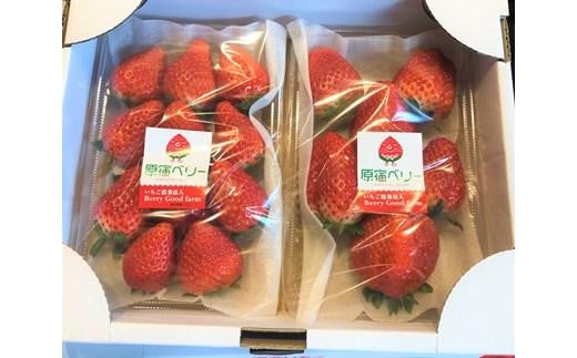 【先行予約受付】≪2026年2月発送≫【数量限定!】「完熟 朝摘み」原宿ベリー  約250g×2パック | いちご イチゴ 栃木【フルーツ 果物 くだもの 食品 人気 おすすめ 】栃木県栃木市10000果物・