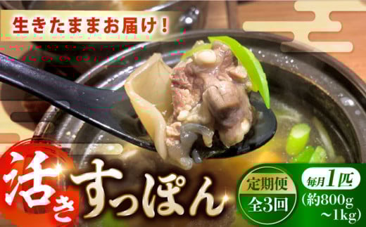 【全3回定期便】【生きたまま届く最高級食材!安心安全な国産! 江田島育ちのすっぽん【活き】 すっぽん すっぽん鍋 スッポン コラーゲン セット 珍味 海鮮 魚介類 冷蔵 鍋 なべ 唐揚げ ス