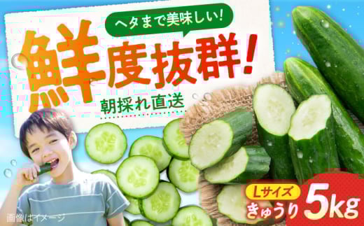 【鮮度バツグン】広島県 江田島市産 きゅうり 5kg×1箱 Lサイズ 野菜 やさい きゅうり 胡瓜 キュウリ セット 新鮮 冷蔵 大容量 旬 詰め合わせ サラダ 漬物 漬け物 ギフト 広島県産 人気  江田島
