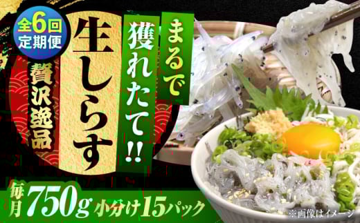【全6回定期便】しらす 冷凍 生しらす 50g×15個 冷凍 しらす シラス 干し 釜揚げ 小分け 魚介類 鮮魚 ギフト 料理 レシピ シラス丼 しらす丼 海鮮丼 生 生産地 おつまみ ご飯のお供 グルメ や