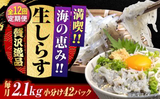 【全12回定期便】しらす 冷凍 生しらす 50g×42個 冷凍 しらす シラス 干し 釜揚げ 小分け 魚介類 鮮魚 ギフト 料理 レシピ シラス丼 しらす丼 海鮮丼 生 生産地 おつまみ ご飯のお供 グルメ や