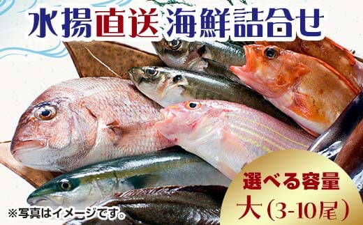 中泊水揚直送 海鮮詰合せ 大 (3〜10尾程度) ※下処理済み 【徐福の里物産品直売所】 旬 詰め合わせ 魚 海鮮 ウスメバル メバル めばる 直送 ソイ カレイ ヒラメ 真鯛 タイ イカ タコ F6N-018