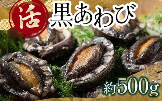 中泊直送 天然 ”活” 黒あわび 約500g 【卓立水産】貝 海鮮 津軽海峡 活鮑 活あわび 活アワビ 黒鮑 黒アワビ アワビ 鮑 天然 産地直送 海産 魚貝 魚介 中泊町 青森 F6N-019青森県中泊町30000魚介