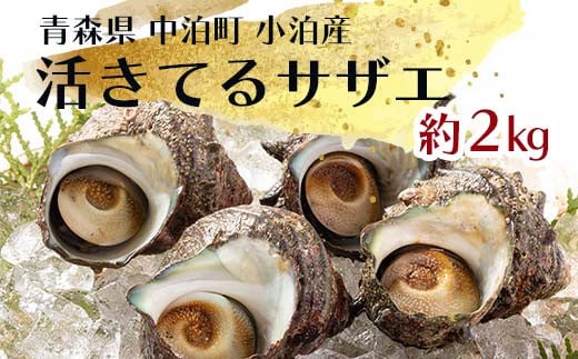 活きてるサザエ 約2kg 【卓立水産】 天然 貝 つぶ さざえ 栄螺 つぼ焼き 海鮮 魚介 魚貝 海産 刺身 BBQ バーベキュー 生 中泊町 青森 F6N-094青森県中泊町12000魚介・海産物貝類