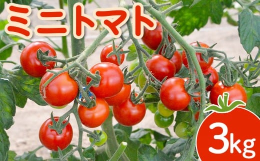 【先行受付】 ミニトマト 3kg 【令和8年7月下旬〜9月発送】| オンライン 申請 ふるさと納税 北海道 新十津川 北海道産 ミニ トマト 甘い 濃厚 美味しい キャロル7 野菜 やさい 大容量 新十