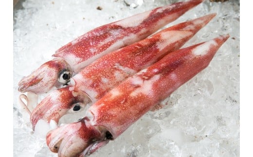 OM-06 白イカ3杯セット(冷凍)鳥取県大山町15000魚介・海産物