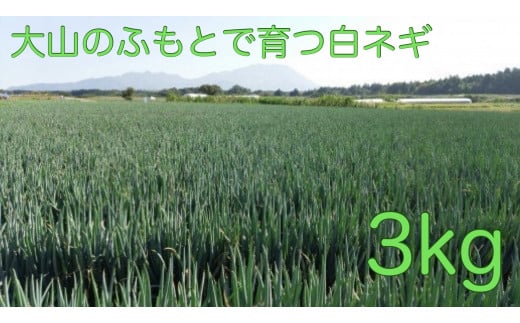 MS-28 大山の純白ねぎ(3kg)鳥取県大山町12000野菜・きのこ玉ねぎ・ねぎ