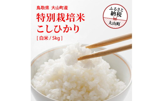 MR-11 減農薬・減化学肥料 特別栽培米こしひかり 5kg(白米)鳥取県大山町15000米・パン白米