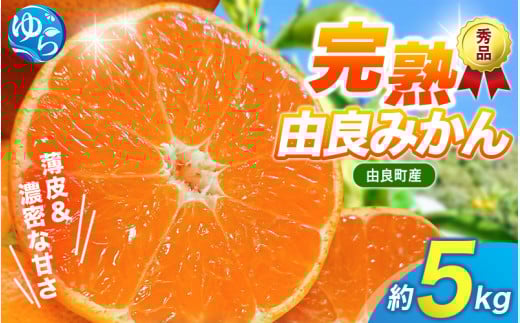 【先行予約】薄皮で濃い甘さ!完熟由良みかん【秀】5kg×1箱(混サイズ)和歌山県由良産※2025年11月下旬頃から順次発送予定(お届け日指定不可) / 柑橘 ミカン 蜜柑 甘い 由良町 フルーツ 果