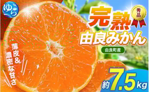 【先行予約】薄皮で濃い甘さ!完熟由良みかん【秀】7.5kg×1箱(混サイズ)和歌山県由良産※2025年11月下旬頃から順次発送予定(お届け日指定不可) / 柑橘 ミカン 蜜柑 甘い 由良町 フルーツ
