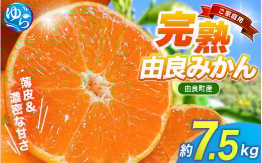 【先行予約】薄皮で濃い甘さ!完熟由良みかん【ご家庭用】7.5kg(混サイズ)和歌山県由良産※2025年11月下旬頃から順次発送予定(お届け日指定不可) / 柑橘 ミカン 蜜柑 甘い 由良町 フルーツ