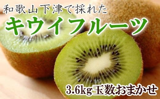 和歌山の下津で採れたキウイフルーツ約3.6kg(玉数おまかせ・秀品)★2026年1月中旬〜2026年3月上旬頃順次発送【TM111】【tec502B】和歌山県由良町18000果物・フルーツその他 果物・フルーツ