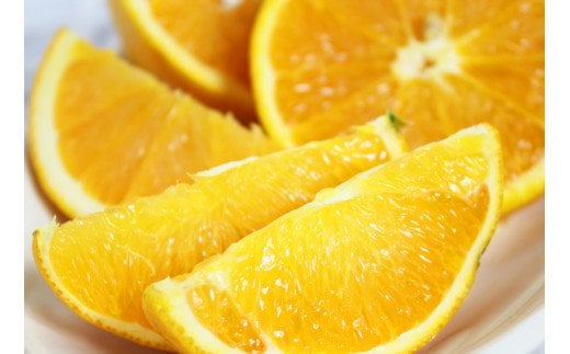 秀品 希少な国産バレンシアオレンジ 5kg【2026年6月下旬頃〜2026年7月上旬頃に順次発送】【UT76】【uot858】和歌山県由良町16000果物・フルーツみかん・柑橘類