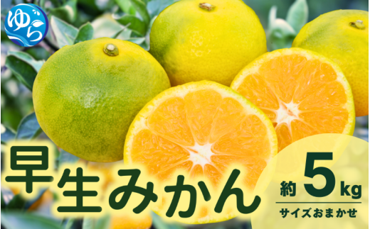 【先行予約】由良早生みかん(サイズおまかせ)約5kg【2025年11月初旬から順次発送予定】※北海道・沖縄・離島配送不可 / 温州みかん 蜜柑 ミカン 柑橘 由良町 果物 フルーツ 産地直送 和歌
